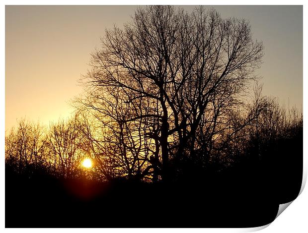 Sunset Silhouette Tree Print by Tim Smith