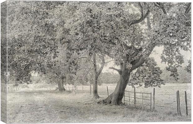Trees, Fields And Fences Canvas Print by Julie Coe