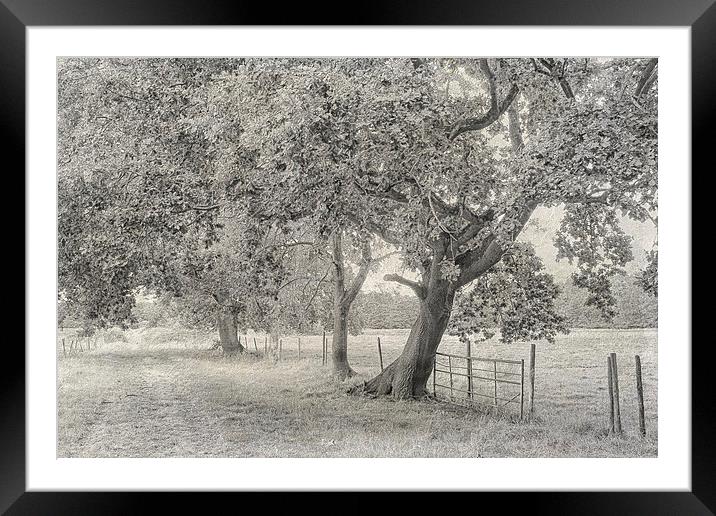 Trees, Fields And Fences Framed Mounted Print by Julie Coe