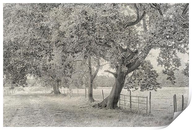 Trees, Fields And Fences Print by Julie Coe