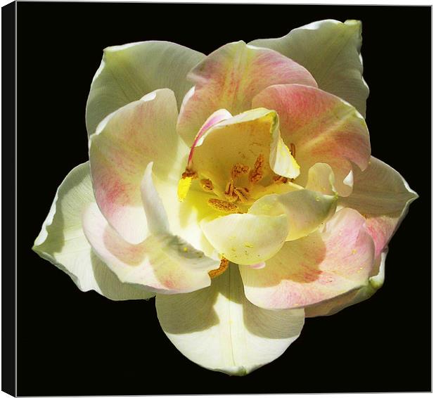 Delicately Colored Blossom Canvas Print by james balzano, jr.