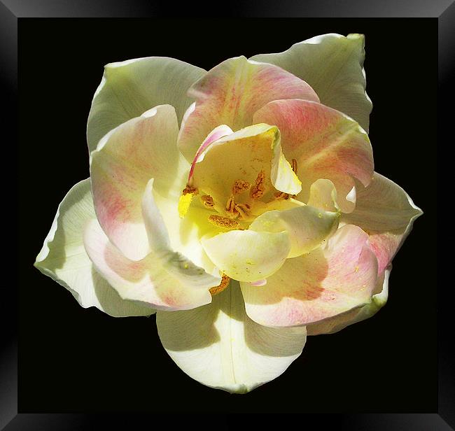 Delicately Colored Blossom Framed Print by james balzano, jr.
