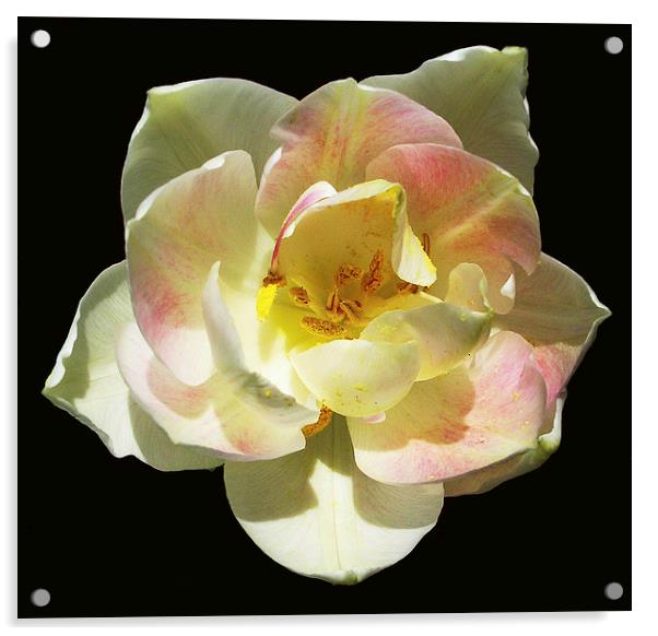 Delicately Colored Blossom Acrylic by james balzano, jr.