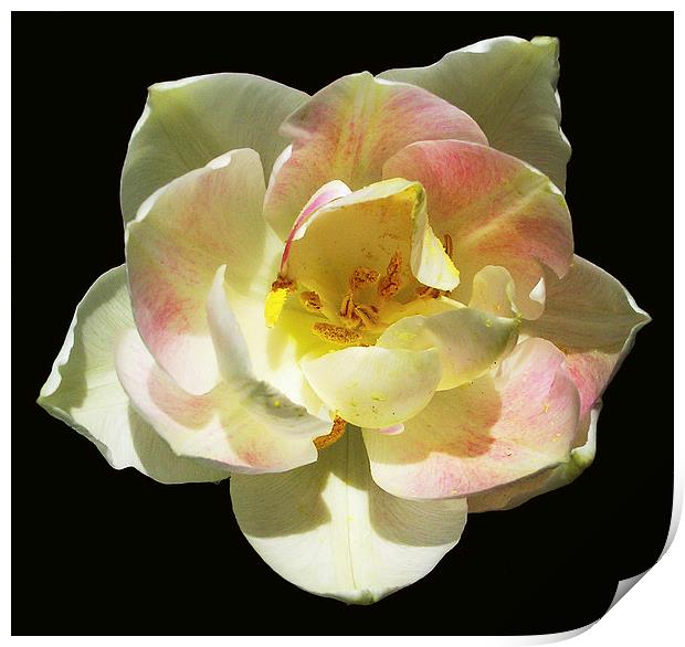 Delicately Colored Blossom Print by james balzano, jr.