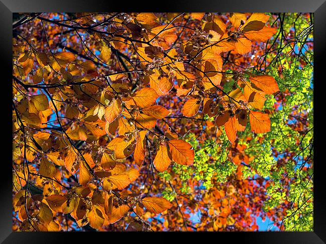 Beech Framed Print by Victor Burnside