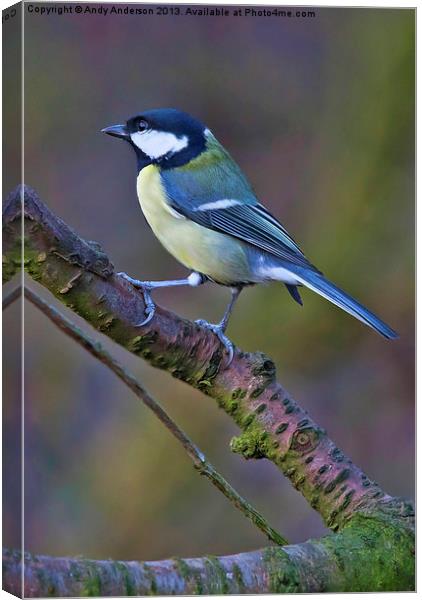Great Tit Canvas Print by Andy Anderson
