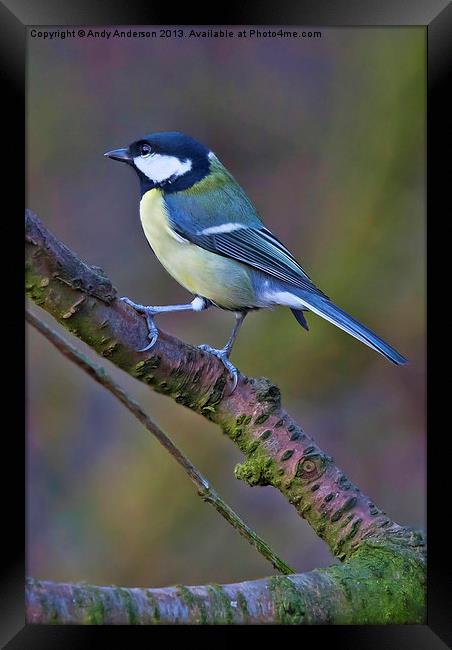 Great Tit Framed Print by Andy Anderson