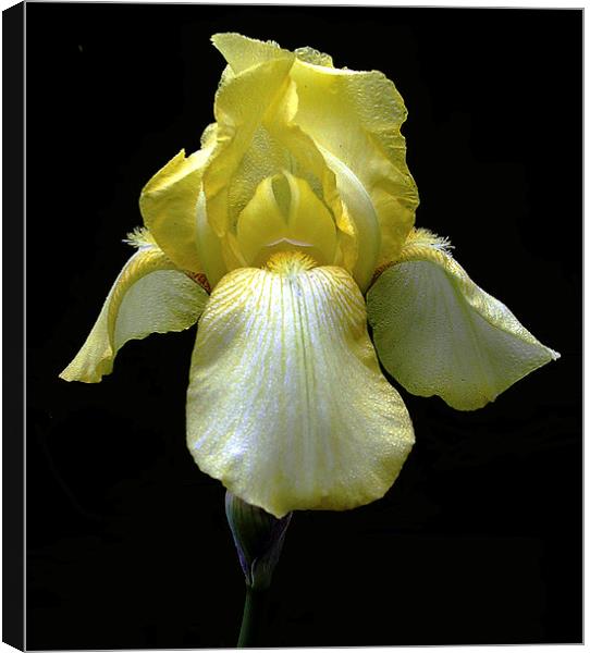 Yellow Iris Canvas Print by james balzano, jr.