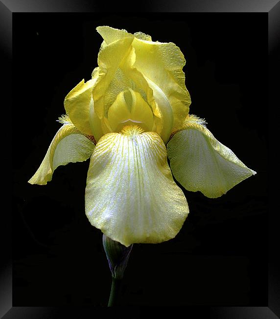 Yellow Iris Framed Print by james balzano, jr.