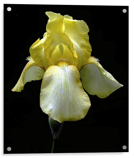 Yellow Iris Acrylic by james balzano, jr.