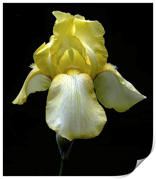Yellow Iris Print by james balzano, jr.