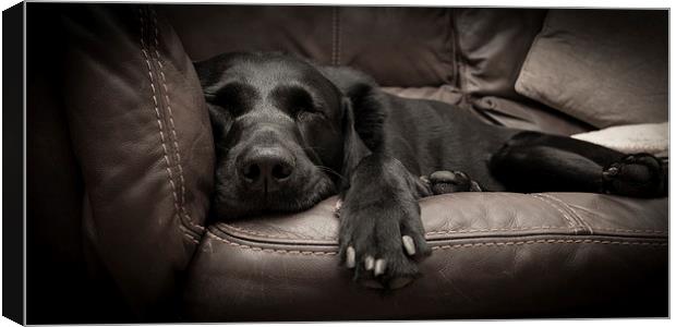 Black Labrador on a sofa Canvas Print by Simon Wrigglesworth