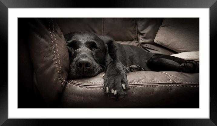 Black Labrador on a sofa Framed Mounted Print by Simon Wrigglesworth