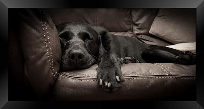 Black Labrador on a sofa Framed Print by Simon Wrigglesworth