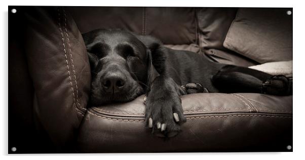 Black Labrador on a sofa Acrylic by Simon Wrigglesworth