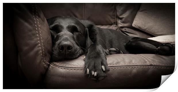 Black Labrador on a sofa Print by Simon Wrigglesworth