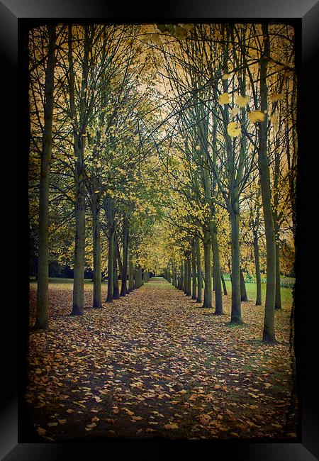 Autumn Leaves Framed Print by Graham Custance
