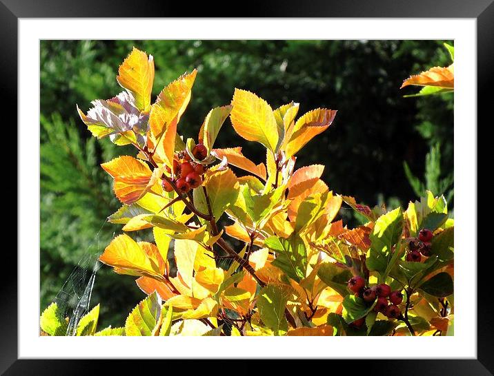 Autumn Berries in the sun Framed Mounted Print by Jez Mouncer