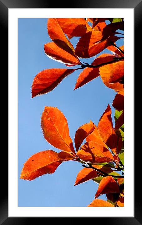 Bronze Autumn Leaves Framed Mounted Print by Jez Mouncer