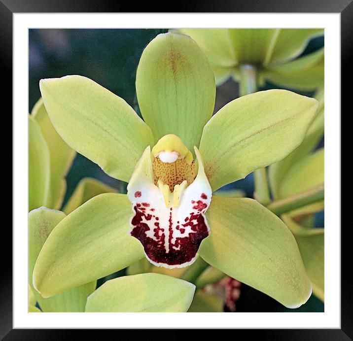 Green Cymbidium orchid Framed Mounted Print by Ruth Hallam