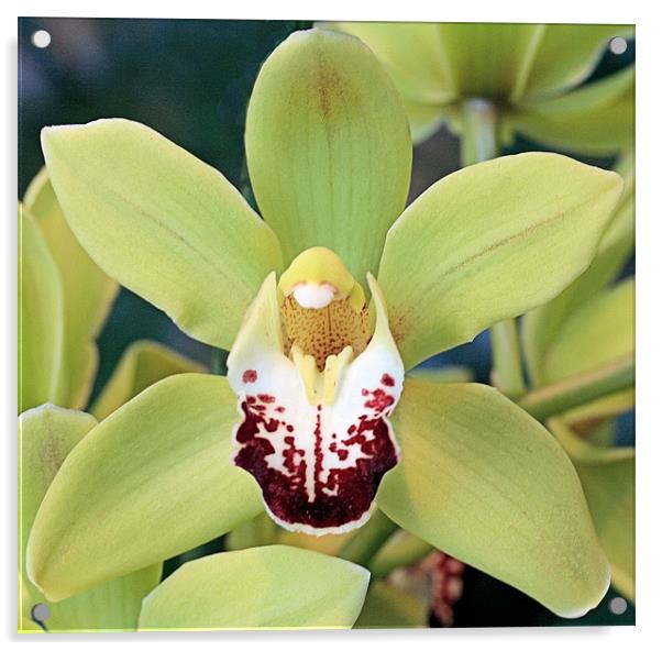 Green Cymbidium orchid Acrylic by Ruth Hallam