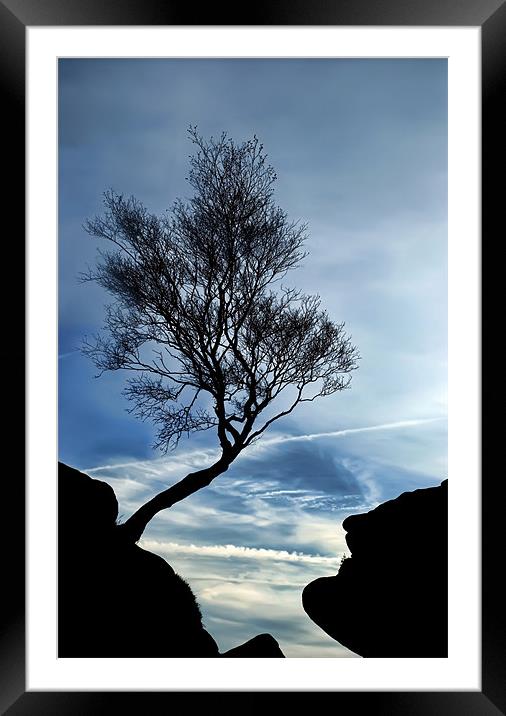 Lonely Tree Framed Mounted Print by Fee Easton