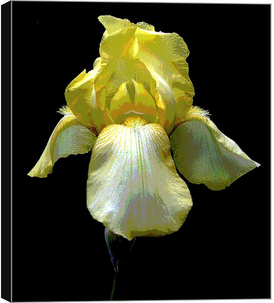 Posterized Yellow Iris Canvas Print by james balzano, jr.