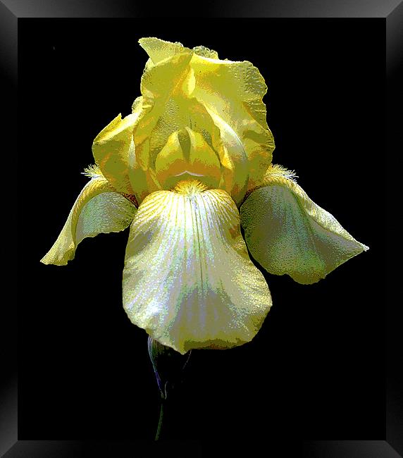 Posterized Yellow Iris Framed Print by james balzano, jr.