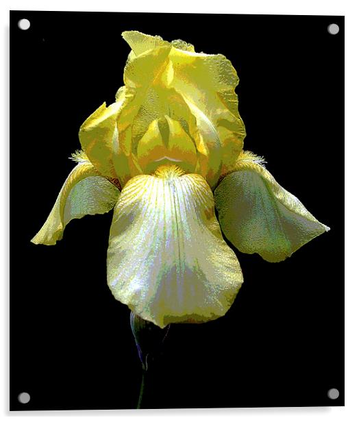 Posterized Yellow Iris Acrylic by james balzano, jr.