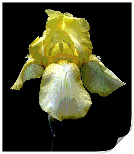 Posterized Yellow Iris Print by james balzano, jr.