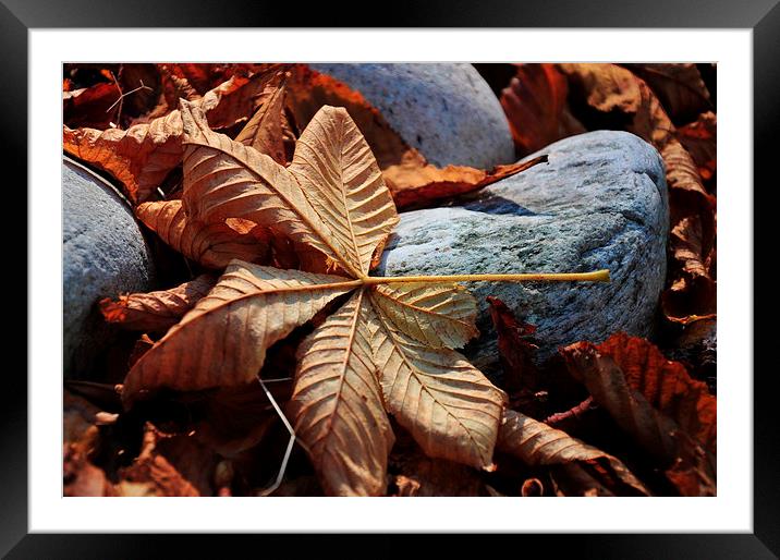 Fallen Framed Mounted Print by Randi Grace Nilsberg