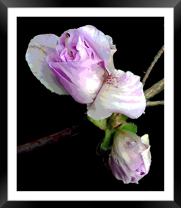 Azalea Bud Framed Mounted Print by james balzano, jr.