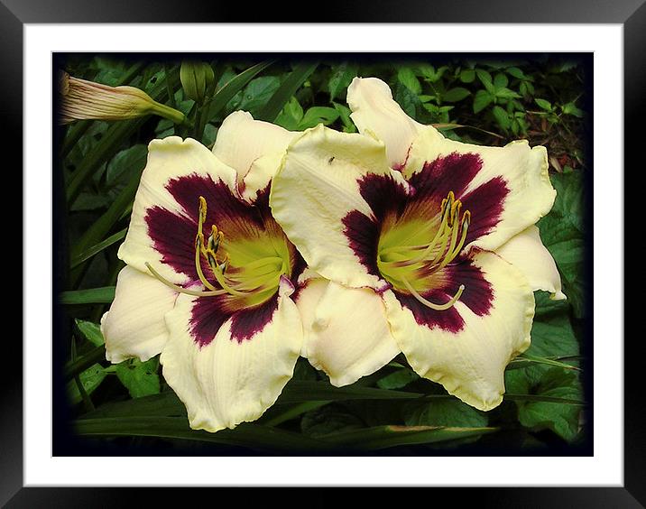 Two Colored Lilies Framed Mounted Print by james balzano, jr.
