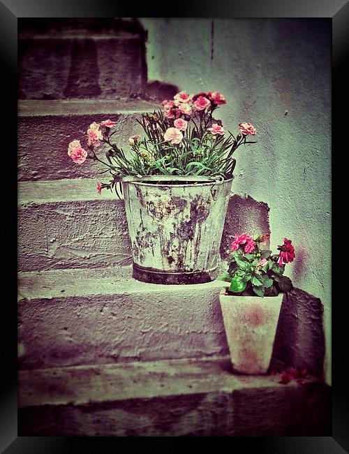 Flowers on Steps Framed Print by Scott Anderson