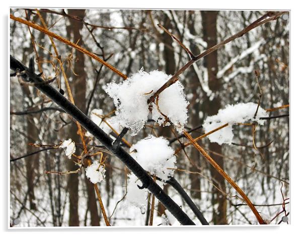 Snow -Crystals Acrylic by Ferenc Kalmar