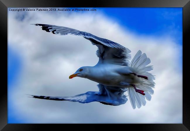 Seagull Framed Print by Valerie Paterson