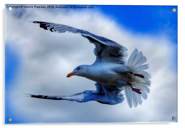 Seagull Acrylic by Valerie Paterson