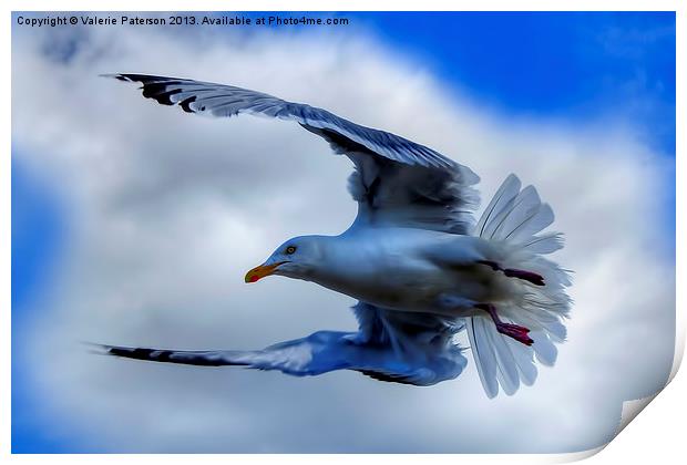 Seagull Print by Valerie Paterson