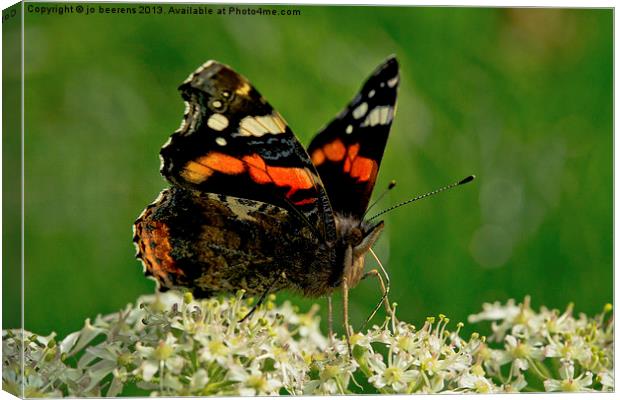 Red Admiral Canvas Print by Jo Beerens