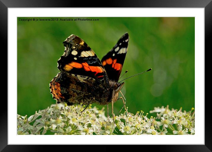 Red Admiral Framed Mounted Print by Jo Beerens