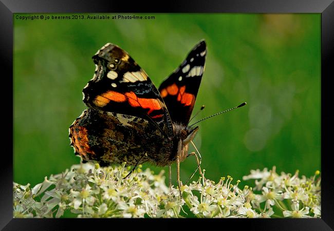 Red Admiral Framed Print by Jo Beerens