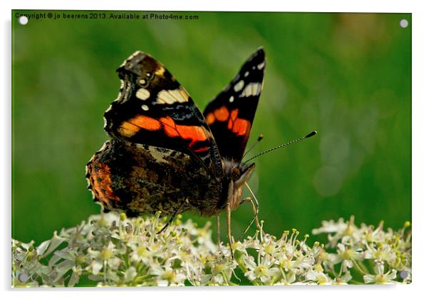 Red Admiral Acrylic by Jo Beerens
