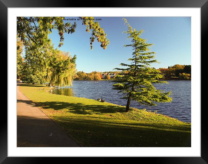Roath Park Tree Framed Mounted Print by Richard Parry