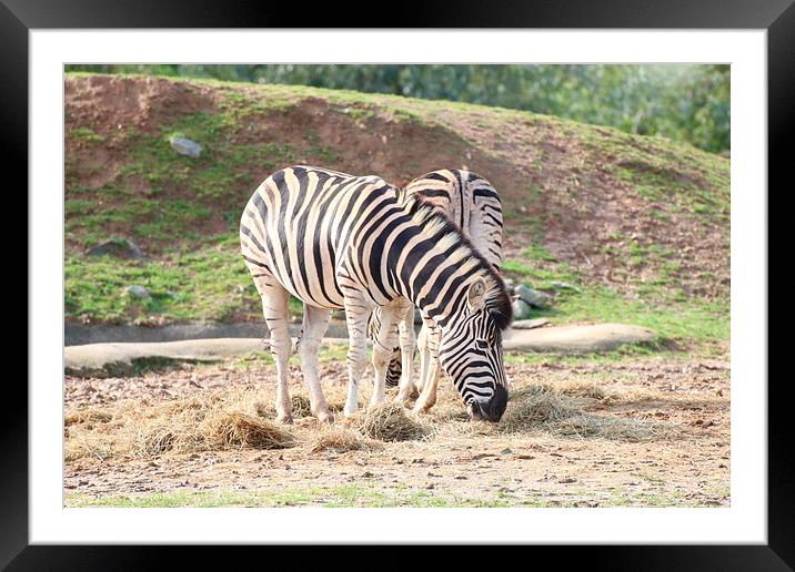 zebra Framed Mounted Print by Martyn Bennett