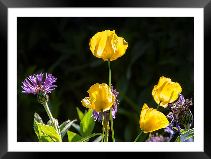 Yellow, Purple and Black Framed Mounted Print by Iain Mavin