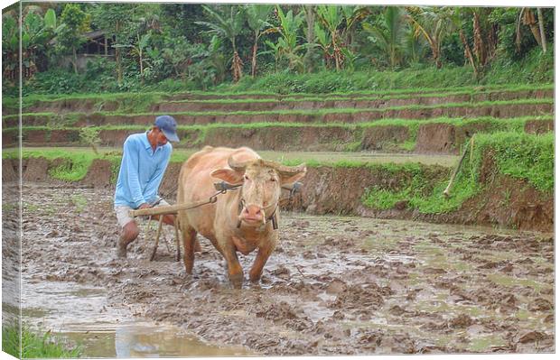 Bali : plowing a rice terrace Canvas Print by colin chalkley