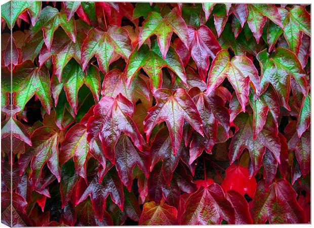 Ivy Canvas Print by Victor Burnside