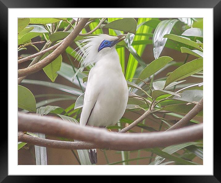 Bali : blue faced bird Framed Mounted Print by colin chalkley