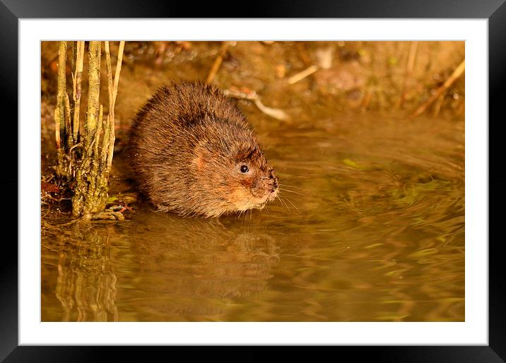 Mr. Ratty Framed Mounted Print by Alan Sutton