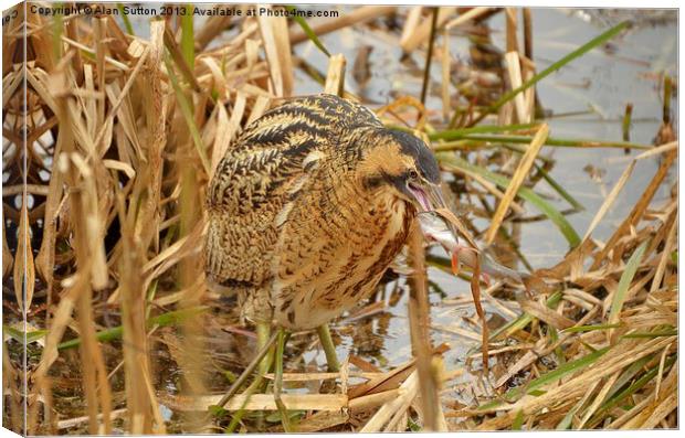Bittern with Perch Canvas Print by Alan Sutton